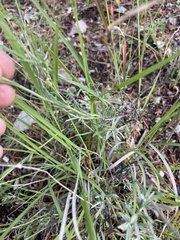 Penstemon linarioides