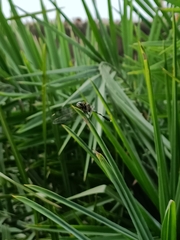 Orthetrum sabina