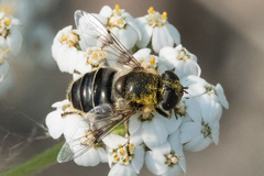 Eristalis obscura