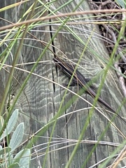 Plestiodon