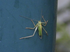 Meconema thalassinum