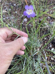 Penstemon linarioides