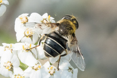 Eristalis obscura