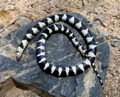 Lampropeltis californiae