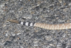Crotalus ruber