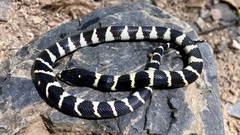 Lampropeltis californiae