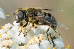 Eristalis obscura
