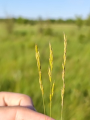 Festuca pseudovina