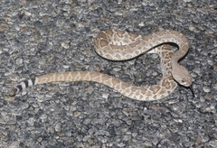 Crotalus ruber