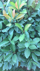 Photinia × fraseri