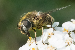 Eristalis obscura