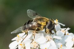 Eristalis obscura