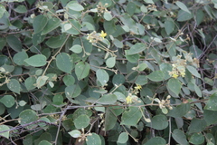 Capparicordis crotonoides