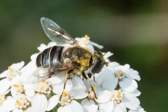 Eristalis obscura