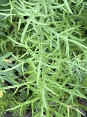 Artemisia dracunculus