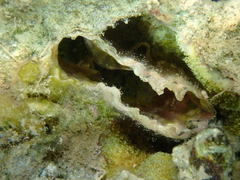 Pinnidae