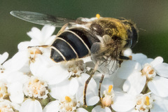 Eristalis obscura