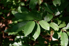 Frangula caroliniana