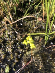 Scheuchzeria palustris