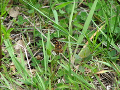 Carterocephalus mandan