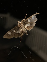 Desmia funeralis