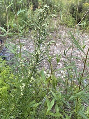 Artemisia dracunculus
