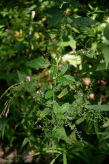 Desmodium perplexum
