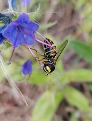 Dasysyrphus tricinctus