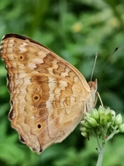 Junonia lemonias