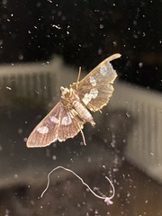 Desmia funeralis