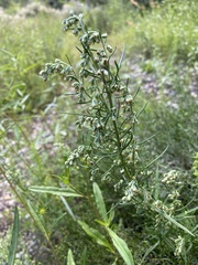 Artemisia dracunculus