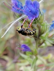 Dasysyrphus tricinctus