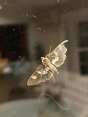 Desmia funeralis