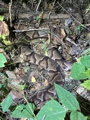 Agkistrodon contortrix