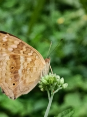 Junonia lemonias