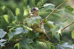 Pheucticus ludovicianus