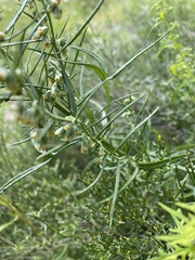 Artemisia dracunculus