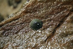 Onchidella nigricans