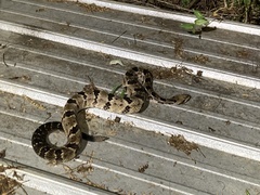 Crotalus horridus
