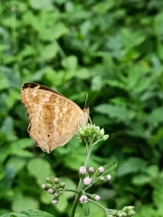 Junonia lemonias