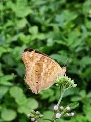 Junonia lemonias