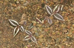 Tradescantia zebrina