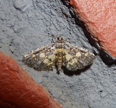 Eurrhyparodes bracteolalis
