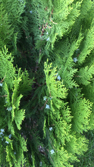 Platycladus orientalis