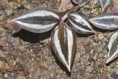 Tradescantia zebrina