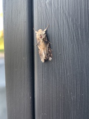 Spodoptera ornithogalli