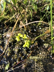 Scheuchzeria palustris