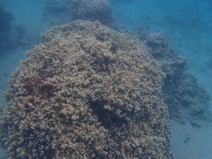 Porites rus
