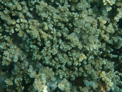 Porites rus