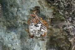 Polistes crinitus